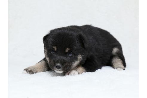 成約済の栃木県の柴犬-40465の1枚目