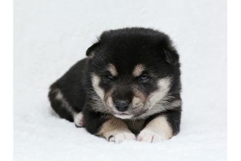 成約済の栃木県の柴犬-40466の3枚目