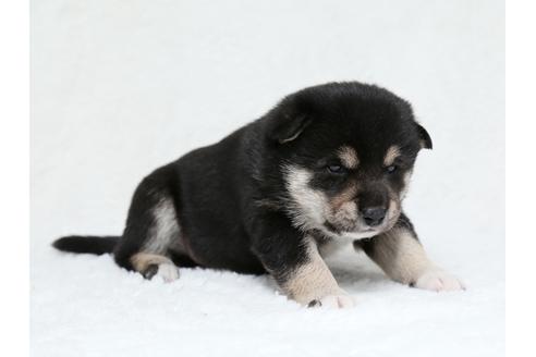成約済の栃木県の柴犬-40466の1枚目