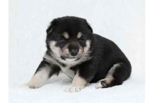 成約済の栃木県の柴犬-40466の2枚目