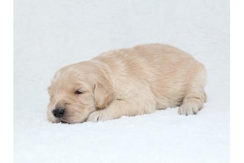 成約済の栃木県のゴールデンレトリーバー-40469の3枚目
