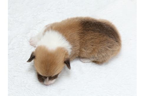 成約済の栃木県のウェルシュコーギーペンブローク-40470の3枚目