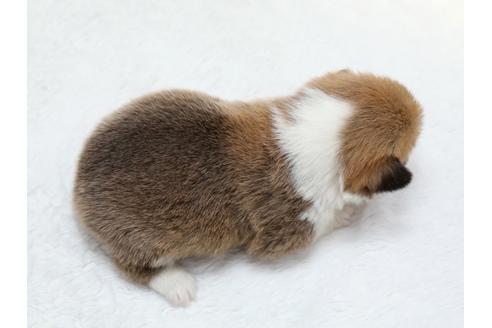 成約済の栃木県のウェルシュコーギーペンブローク-40471の2枚目