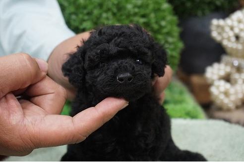 成約済の京都府のトイプードル-40551の2枚目