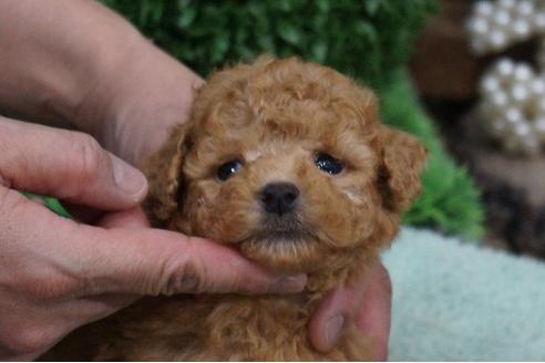 成約済の京都府のトイプードル-39800の3枚目