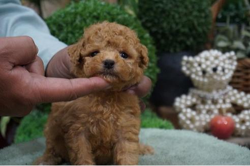 成約済の京都府のトイプードル-39800の1枚目