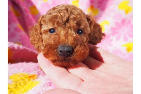 成約済の茨城県のトイプードル-40557の3枚目