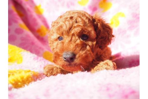 成約済の茨城県のトイプードル-40557の1枚目