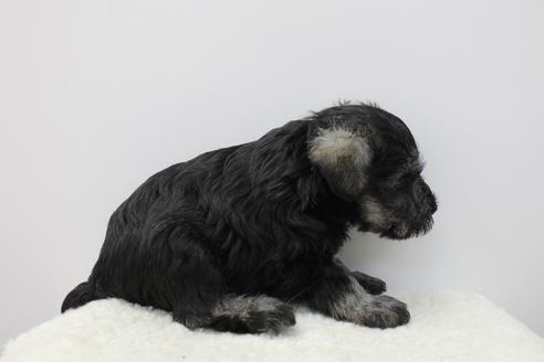 成約済の千葉県のミニチュアシュナウザー-40576の4枚目