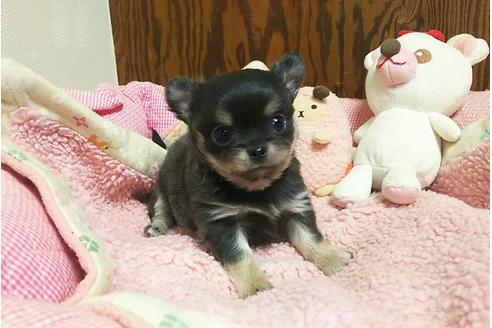 成約済の秋田県のチワワ-40583の4枚目