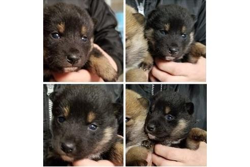 成約済の北海道の柴犬-40611の1枚目