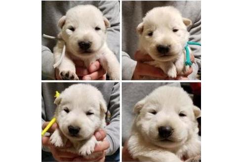 成約済の北海道のその他の犬種-40625の1枚目