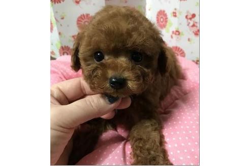 成約済の愛知県のトイプードル-40419の3枚目