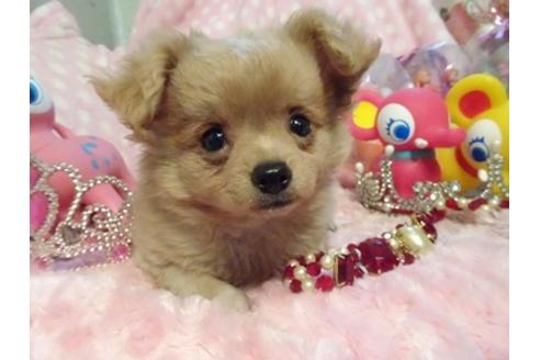 成約済の静岡県のミックス犬-40653の5枚目