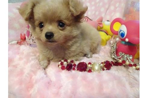 成約済の静岡県のミックス犬-40653の2枚目