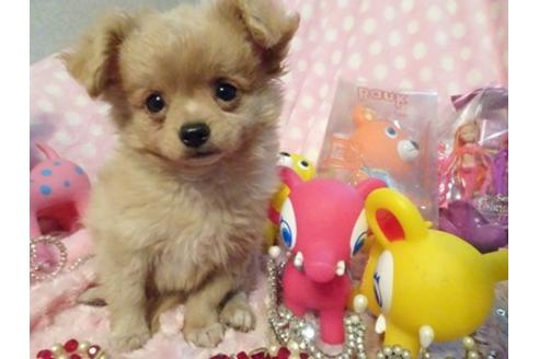 成約済の静岡県のミックス犬-40653の3枚目