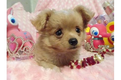 成約済の静岡県のミックス犬-40653の4枚目