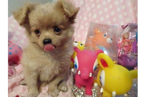 成約済の静岡県のミックス犬-40653の1枚目