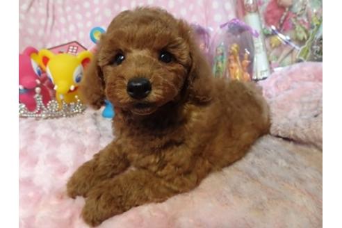 成約済の静岡県のトイプードル-40655の4枚目