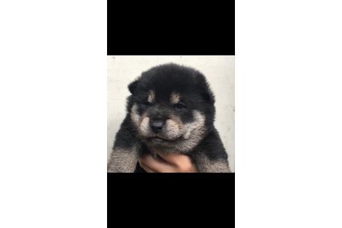成約済の山梨県の柴犬-40447の3枚目