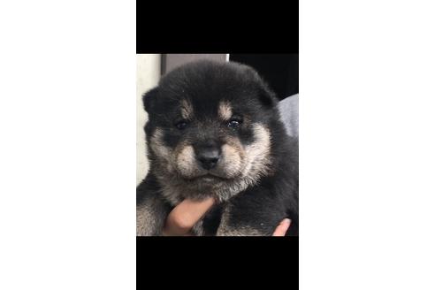 成約済の山梨県の柴犬-40447の2枚目