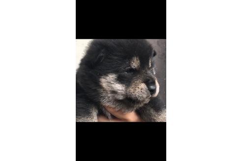 成約済の山梨県の柴犬-40447の1枚目