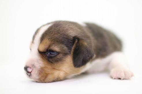 成約済の愛知県のビーグル-40671の2枚目