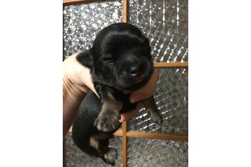成約済の山口県のチワワ-40710の1枚目