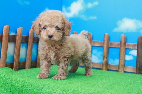 成約済の滋賀県のトイプードル-40711の2枚目