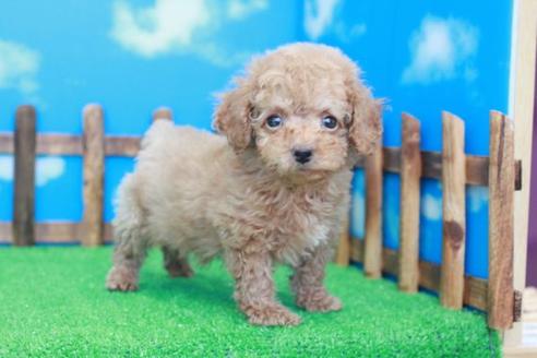 成約済の滋賀県のトイプードル-40711の1枚目