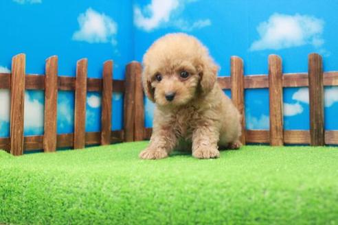 成約済の滋賀県のトイプードル-40712の2枚目