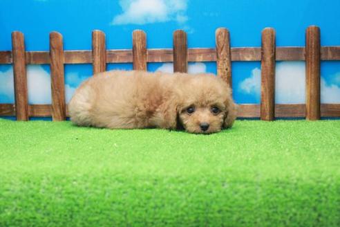 成約済の滋賀県のトイプードル-40712の1枚目