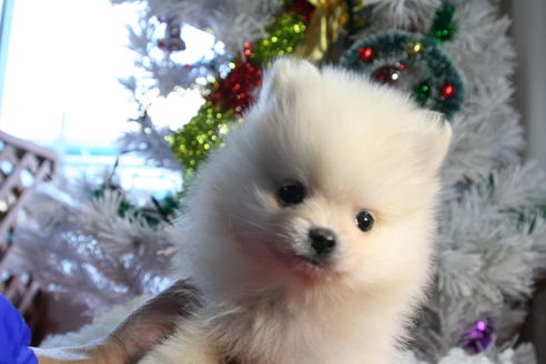 成約済の京都府のポメラニアン-40741の4枚目