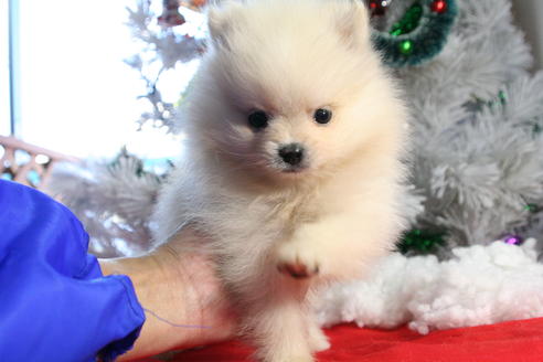 成約済の京都府のポメラニアン-40741の3枚目