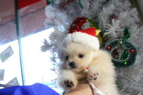 成約済の京都府のポメラニアン-40741の1枚目