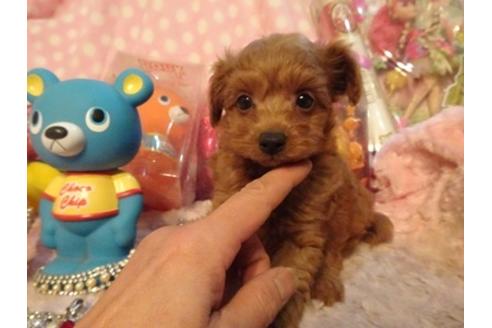 成約済の静岡県のミックス犬-40804の4枚目