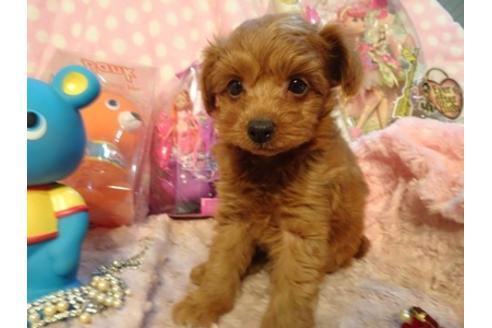 成約済の静岡県のミックス犬-40804の5枚目