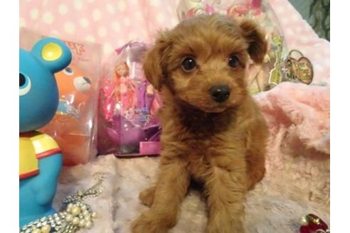 成約済の静岡県のミックス犬-40804の1枚目