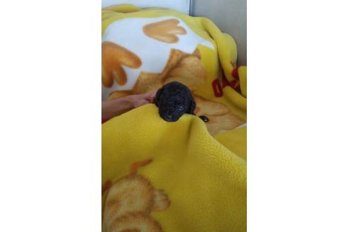 成約済の熊本県のトイプードル-40817の1枚目