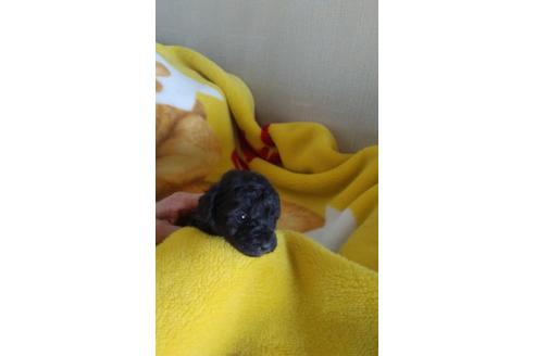 成約済の熊本県のトイプードル-40817の2枚目