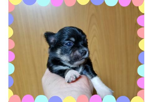 成約済の長崎県のチワワ(ロングコート)-40850の2枚目