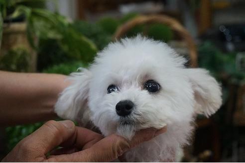 成約済の京都府のトイプードル-38885の3枚目