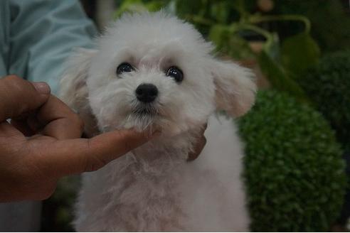 成約済の京都府のトイプードル-38885の2枚目