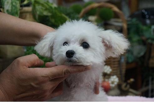 成約済の京都府のトイプードル-38885の1枚目