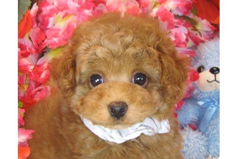 成約済の茨城県のトイプードル-40889の5枚目