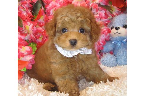 成約済の茨城県のトイプードル-40889の2枚目