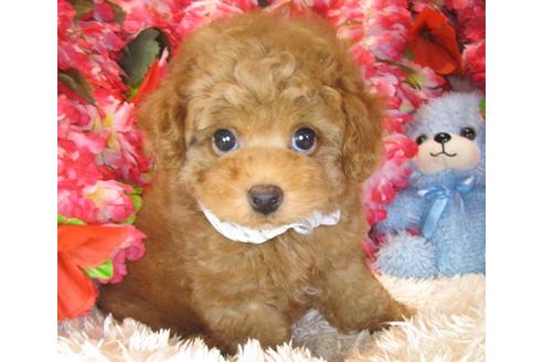 成約済の茨城県のトイプードル-40889の4枚目