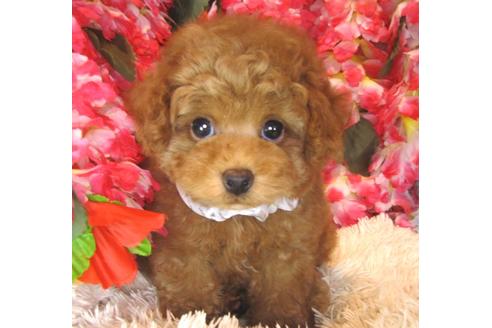 成約済の茨城県のトイプードル-40889の1枚目