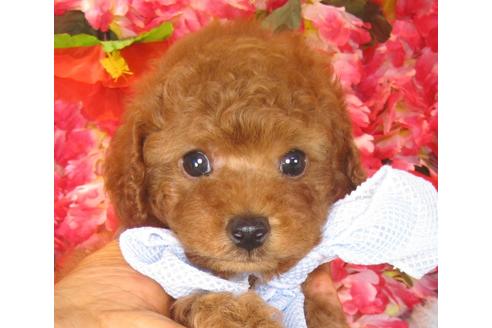 成約済の茨城県のトイプードル-40890の4枚目