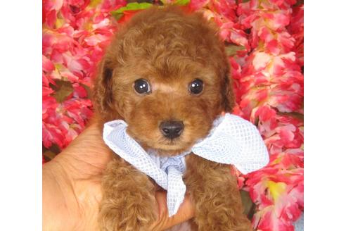 成約済の茨城県のトイプードル-40890の5枚目